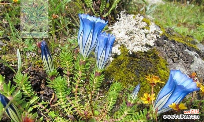 探索花朵中的坚毅与顽强 坚韧不拔的花