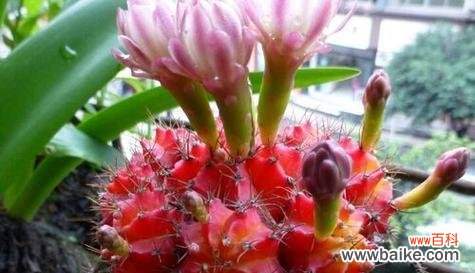 探索花朵中的坚毅与顽强 坚韧不拔的花