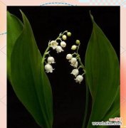 在欧洲，哪种花代表着幸福？