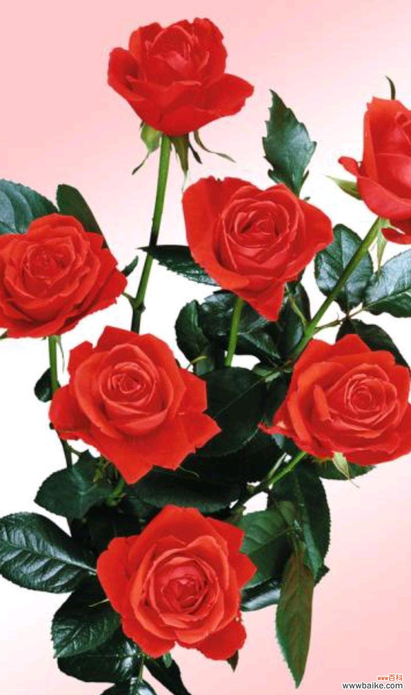 红色的花有哪些寓意不好?如何避免使用?