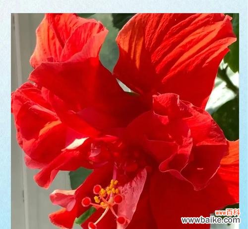 红色的花有哪些寓意不好?如何避免使用?