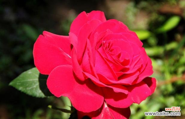 湘龙花语有何特别之处？如何表达湘龙的浪漫花语？