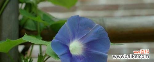 湘龙花语有何特别之处？如何表达湘龙的浪漫花语？