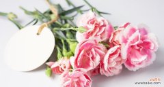 母亲节送什么花表达爱？哪种花象征母爱？