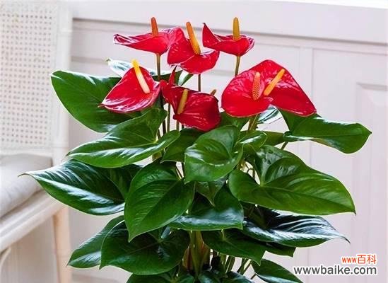 黄色的年宵花寓意是什么?年宵节选择黄色花卉的含义?