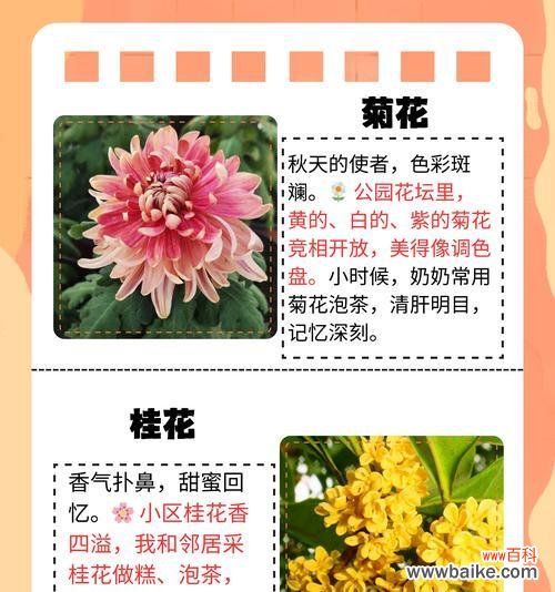 象征着不同爱情秋天的花有哪些?如何选择象征爱情的花?