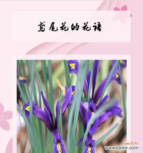 哪些花象征爱情?爱情的花语有哪些?