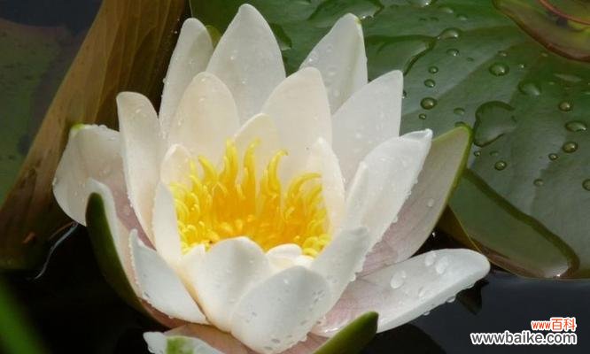 小狗和一束花寓意诸事顺遂?它们象征着什么?