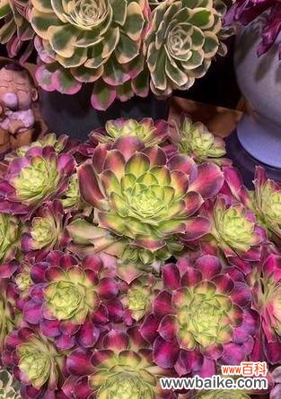 小狗和一束花寓意诸事顺遂?它们象征着什么?