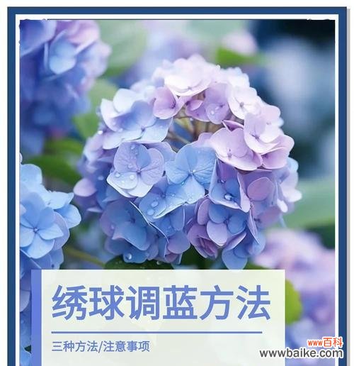 蓝色花戴头上有什么特别含义?