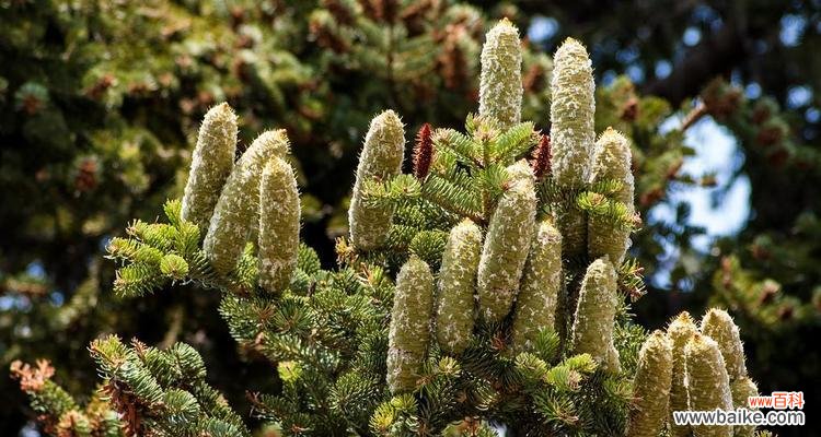 寓意与象征 冷杉——生命的坚韧与希望