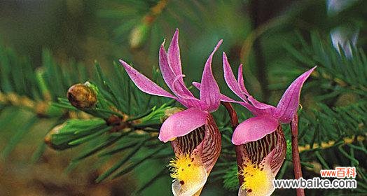 寓意与象征 冷杉——生命的坚韧与希望