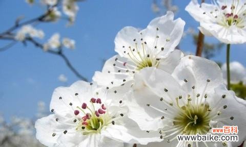 探索梨花文化的深层内涵 梨花的象征意义与传承