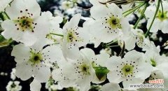 解读梨花的花语 梨花花语的深刻内涵与象征意义