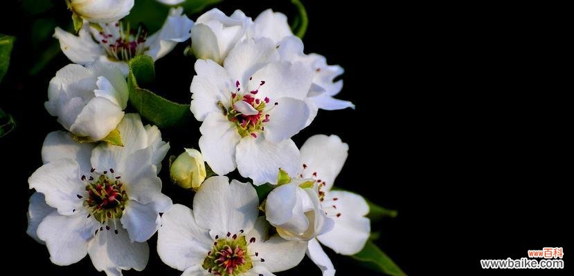 揭开梨花美丽背后的深层含义 梨花的寓意与象征