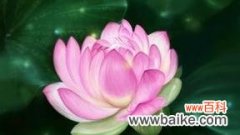 探寻莲花的文化含义与美学意蕴 莲花