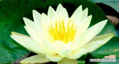 探寻莲花所传递的哲理与情感 莲花花语的深刻寓意