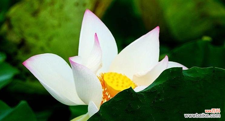 探寻莲花所传递的哲理与情感 莲花花语的深刻寓意