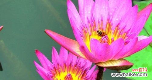 探寻莲花所传递的哲理与情感 莲花花语的深刻寓意