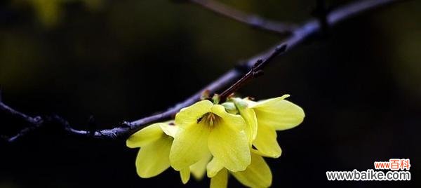 探索连翘花的象征意义及其在不同文化中的重要地位 连翘花的花语与寓意