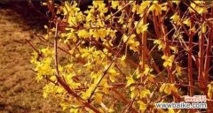 探索连翘花的象征意义及其在不同文化中的重要地位 连翘花的花语与寓意