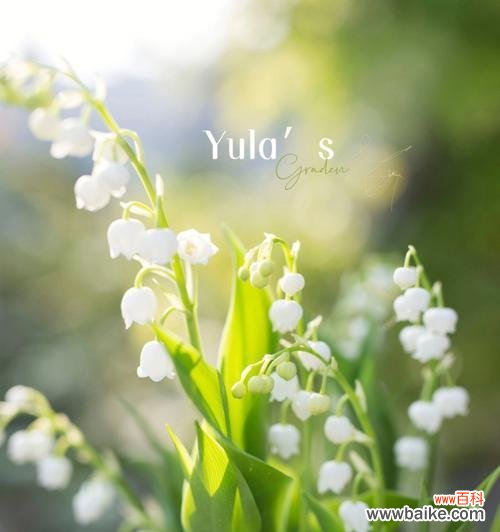 铃兰花语解读及其象征意义 铃兰的花语