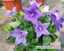 铃铛花 铃铛花的花语——美丽与祝福