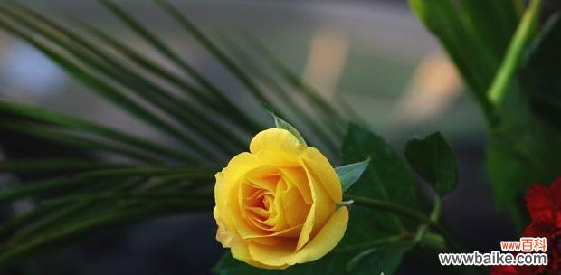 探寻黄玫瑰背后的故事与情感 两朵黄玫瑰的象征意义