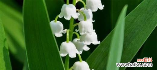 探寻铃兰花的花语和寓意 铃兰花