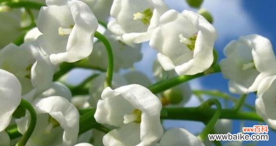 探寻铃兰花的花语和寓意 铃兰花