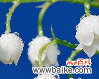 探寻铃兰花的花语和寓意 铃兰花