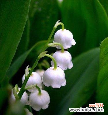 揭开铃兰花的花海奇迹 铃兰花的花语和传说