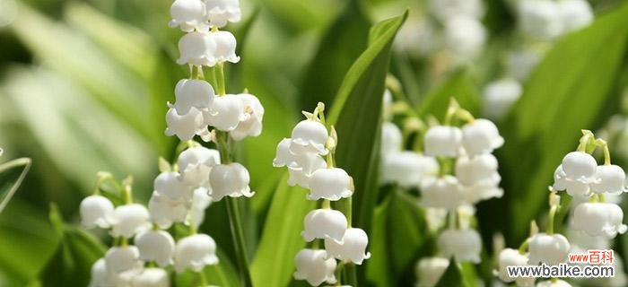 揭开铃兰花的花海奇迹 铃兰花的花语和传说