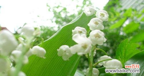 揭开铃兰花的花海奇迹 铃兰花的花语和传说