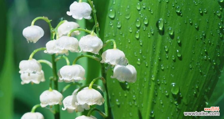 铃兰花的美丽与意义 铃兰花花语