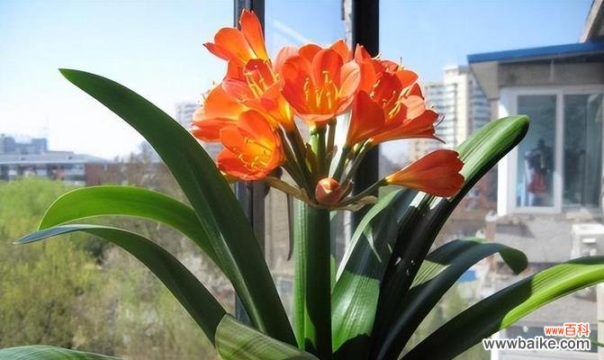 以代表健康快乐的花为主题的探索与启示 花开健康快乐