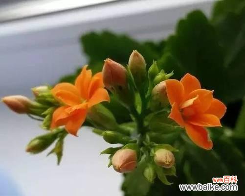 以代表健康快乐的花为主题的探索与启示 花开健康快乐