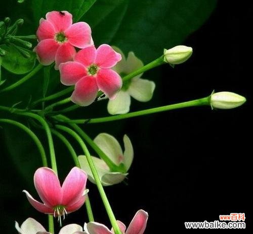 以代表健康快乐的花为主题的探索与启示 花开健康快乐