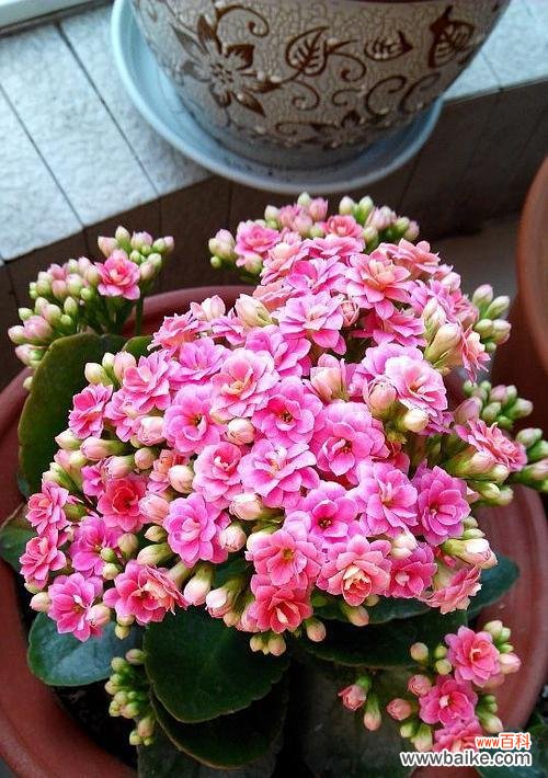 以代表健康长寿的花为主题的探索与启示 花开健康长寿