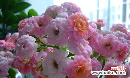 以代表健康长寿的花为主题的探索与启示 花开健康长寿