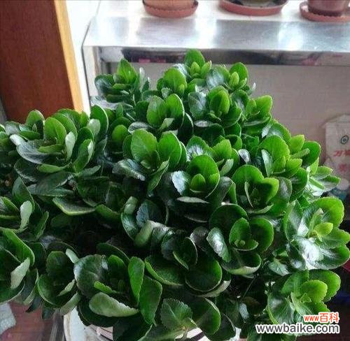 探索神奇的植物世界 长寿植物