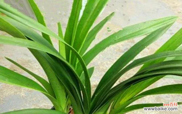 探索神奇的植物世界 长寿植物