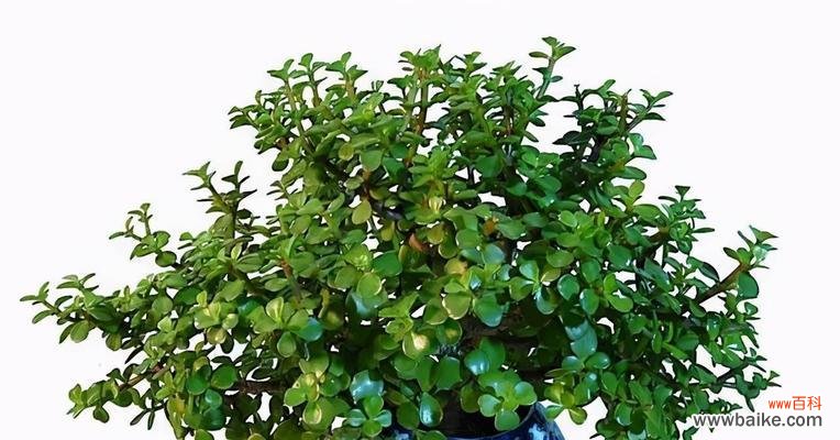 探索神奇的植物世界 长寿植物