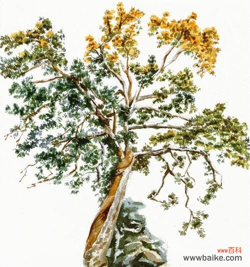 花朵揭示的那份禁忌之爱的真相 违禁之爱