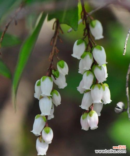 惊蛰之植 惊蛰之植