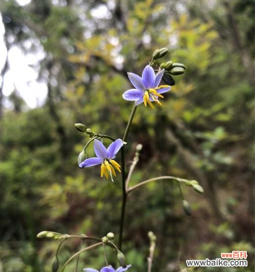 惊蛰之植 惊蛰之植