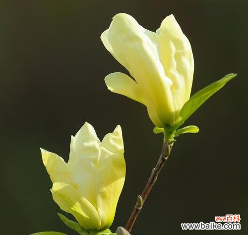 惊蛰之植 惊蛰之植