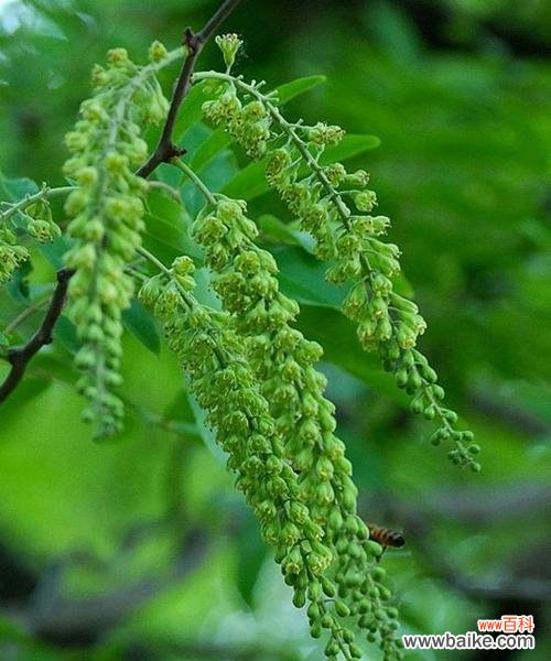 探寻教育中的绿色力量 以代表老师的植物为主题的文章