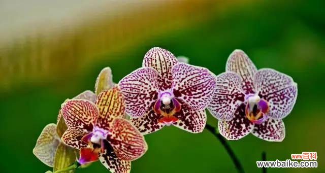 冷静理智的象征 以代表理性的花--蓝色绣球花的花语