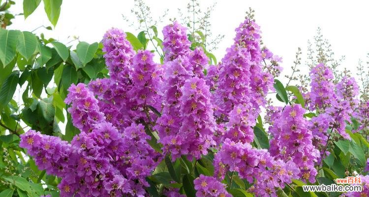 冷静理智的象征 以代表理性的花--蓝色绣球花的花语